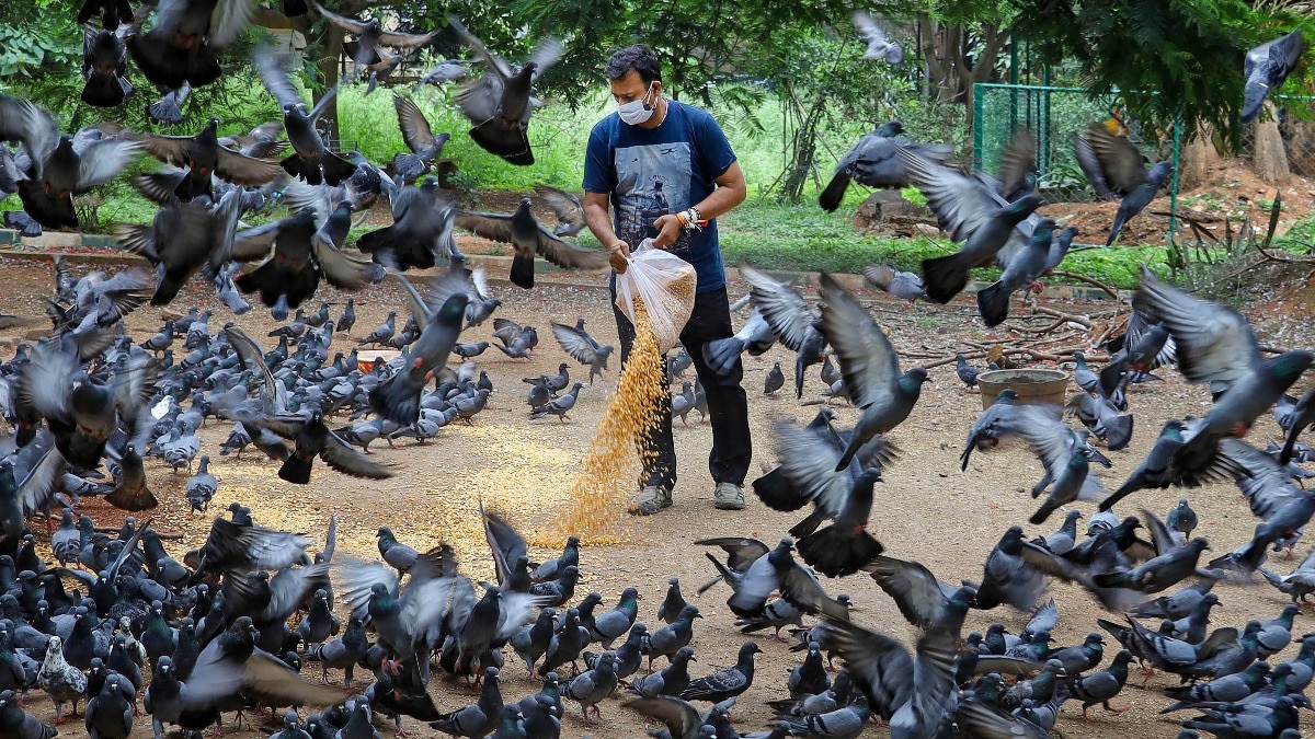 Serious Health Risks from Pigeon Droppings